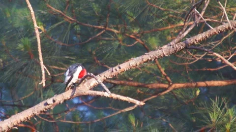 Red-headed Woodpecker Vídeos de archivo 4949841