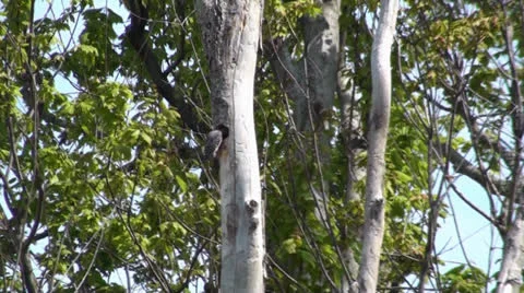 Red Headed Woodpecker Stock Footage 23084858
