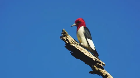 Red-headed Woodpecker Stock Footage 62547638