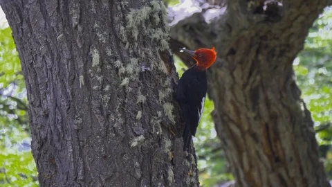 Red Headed Woodpecker Video stock 88937622