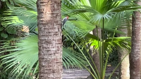 Red Headed Woodpecker Stock Footage 231342922