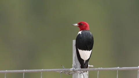 Red-headed Woodpecker Stock Footage 279595444