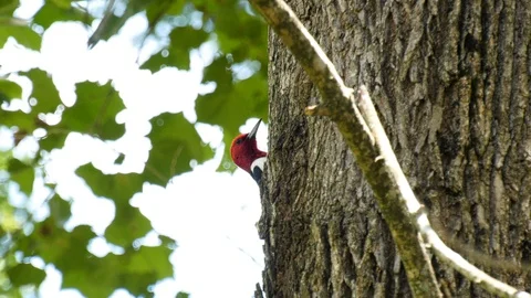 Red headed woodpecker on the side of a tree Stock Footage 111235135