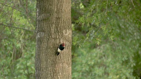 Red headed woodpecker on a tree Stock Footage 92339978