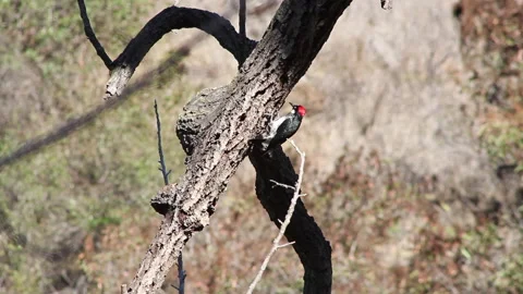Red Headed Woodpecker Working On Tree Limb Stock Footage Stock Footage 221010888
