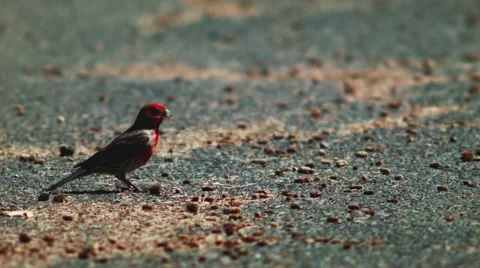Red Heads bird on the asphalt Stock Footage 48373424