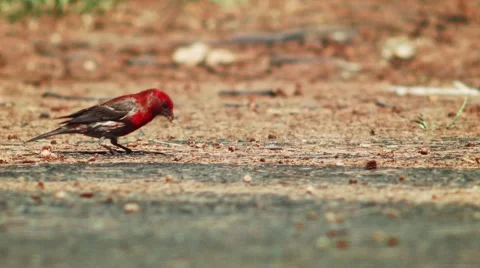 Red Heads bird on the pavement Stock Footage 48374353