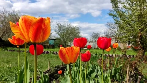 Red heads of tulips flowers on a background of blue sky with clouds, close-up Stock Footage 190876823
