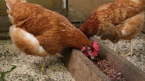 Red healthy hens or chickens on an organic family farm pecking the food. Stock Footage 282022014