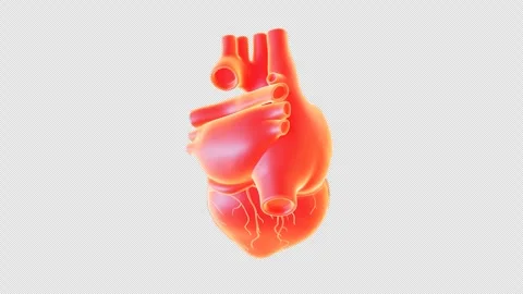 Red Heart 3D Model Display Stock Footage 307015171