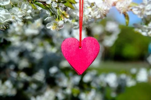 Red heart among the branches of the cherry 写真素材