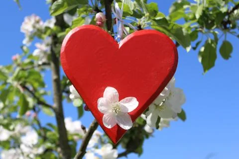 Red heart in the apple tree Stock Photos