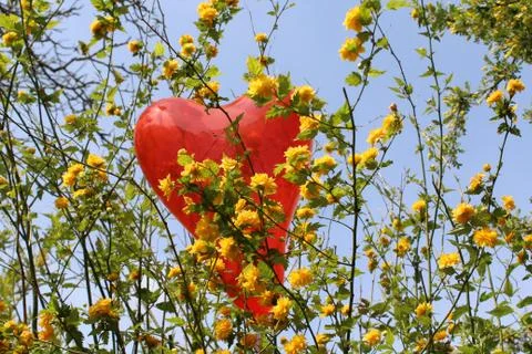 Red heart balloon in the kerria Stock Photos
