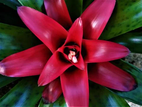 Red heart of a bromeliad plant with tiny blossoms Stock Photos