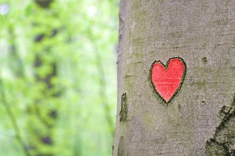 Red heart engraved in the tree Stock Photos