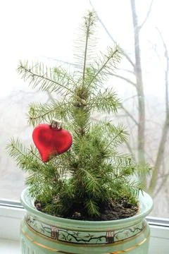 Red heart hanging on a small Christmas tree Stock-Fotos