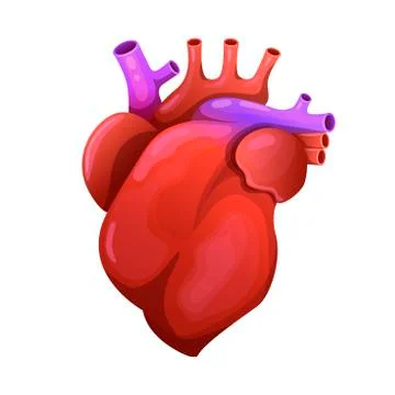 Red heart with orteria. Anatomically realistic organ. Vector illustration Stock Illustration