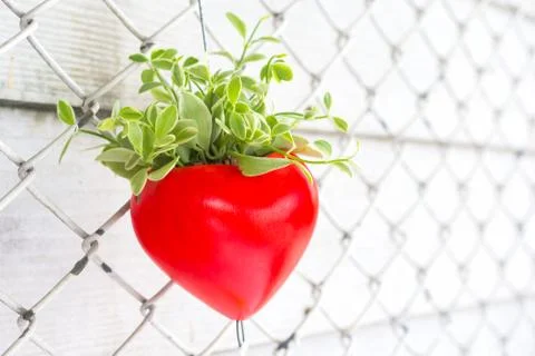 Red heart Stock Photos