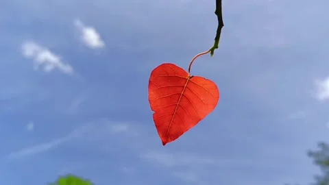 Red Heart-Shaped Leaf Gently Swaying in the Wind | Nature Close-Up Видео 330926142