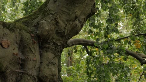 Red Heart On Tree Bark Stock Footage 118388648