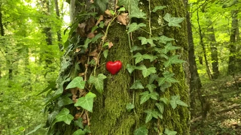 Red heart on a tree in the forest Stock Footage 160223000