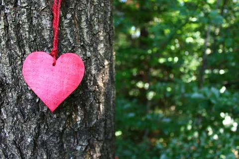 Red heart on a tree Stock Photos