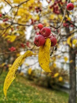 Red heavenly apples on the tree. Stock Photos