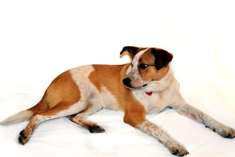 Red Heeler Stockfoto's