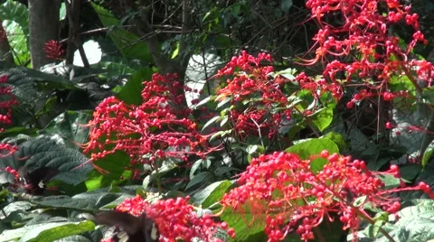 Red Helen Butterfly Stock Footage 46702219