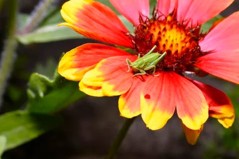 Red Helenium flower close-up with a grasshopper sitting on it Stock Photos