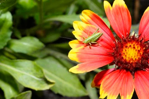 Red Helenium flower close-up with a grasshopper sitting on it Foto stock