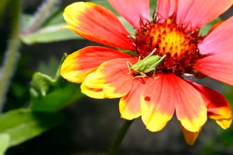 Red Helenium flower close-up with a grasshopper sitting on it Stock Photos