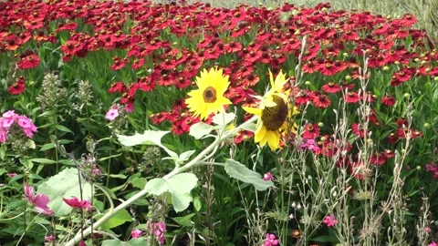 Red Helen's flowers Helenium and sunflower Helianthus annus Stock Footage 159355909