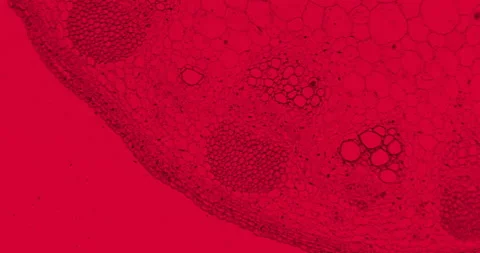 Red Helianthus Stem with a floating bacteria and germs under a microscope Video stock 198953525