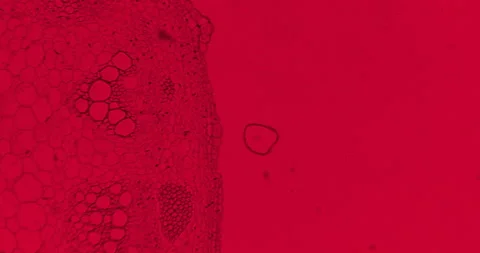 Red Helianthus Stem with a floating germs under a microscope with moving camera Stock Footage 198966681