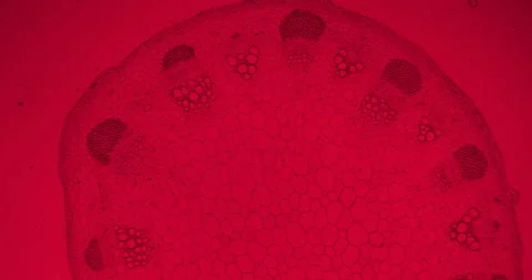 Red Helianthus Stem with a gloating bacteria and germs under a microscope Stock Footage 198741657