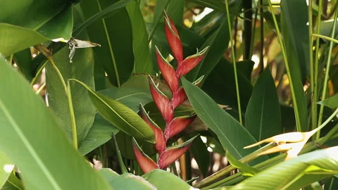 RED HELICONIA PLANT Stock Footage 306694483