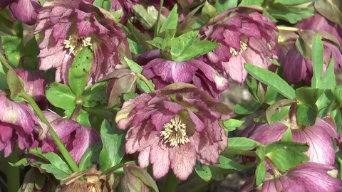 Red Hellebore flowers close Video stock 73260453
