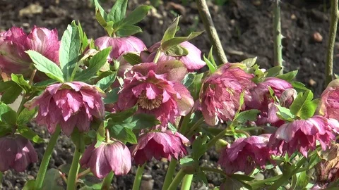 Red Hellebore flowers Video stock 73263881