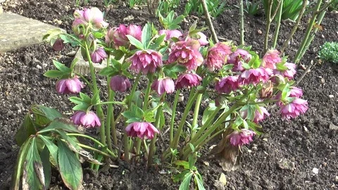 Red Hellebore plants Stock Footage 73263469