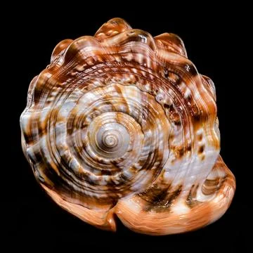 Red Helmet Shell on Black Background Foto stock