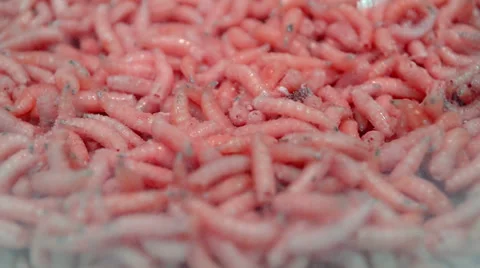 Red helminth worms (maggot) closeup, random movement, exotic organic food. Video stock 35608804