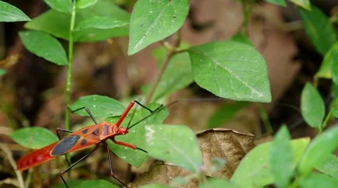 Red hemipteran bug climbing Stock Footage 56067237