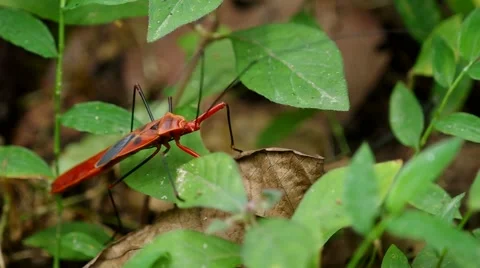Red hemipteran bug escape Stock Footage 56067218