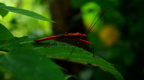 Red hemipteran bug on green leaf Stock Footage 55798879