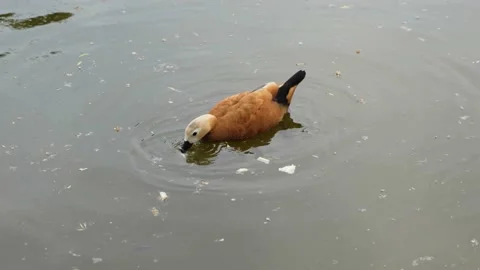 Red hemp duck swims and feeds on the water Stock Footage 195580694