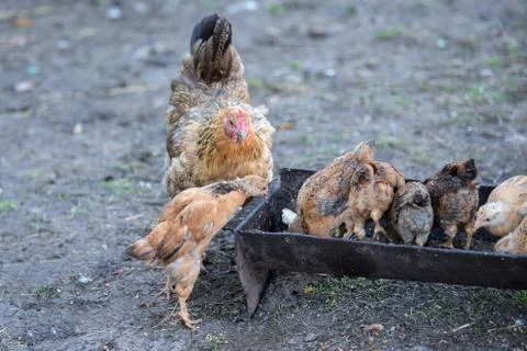 Red hen and chicks Stock Photos