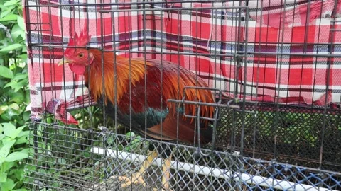 Red hen in the cage Stock Footage 170168277