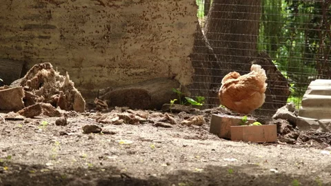 Red Hen Cleans Herself in the Sunlight of the Chicken Coop Video stock 276692041