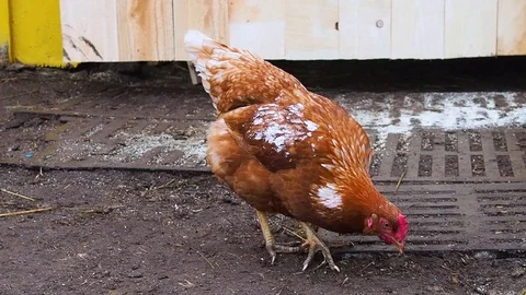 Red hen digging in the ground Video stock 108575038